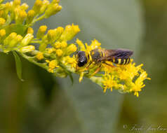 Plancia ëd Ectemnius decemmaculatus (Say 1823)