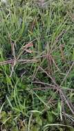 Image of windmill grass