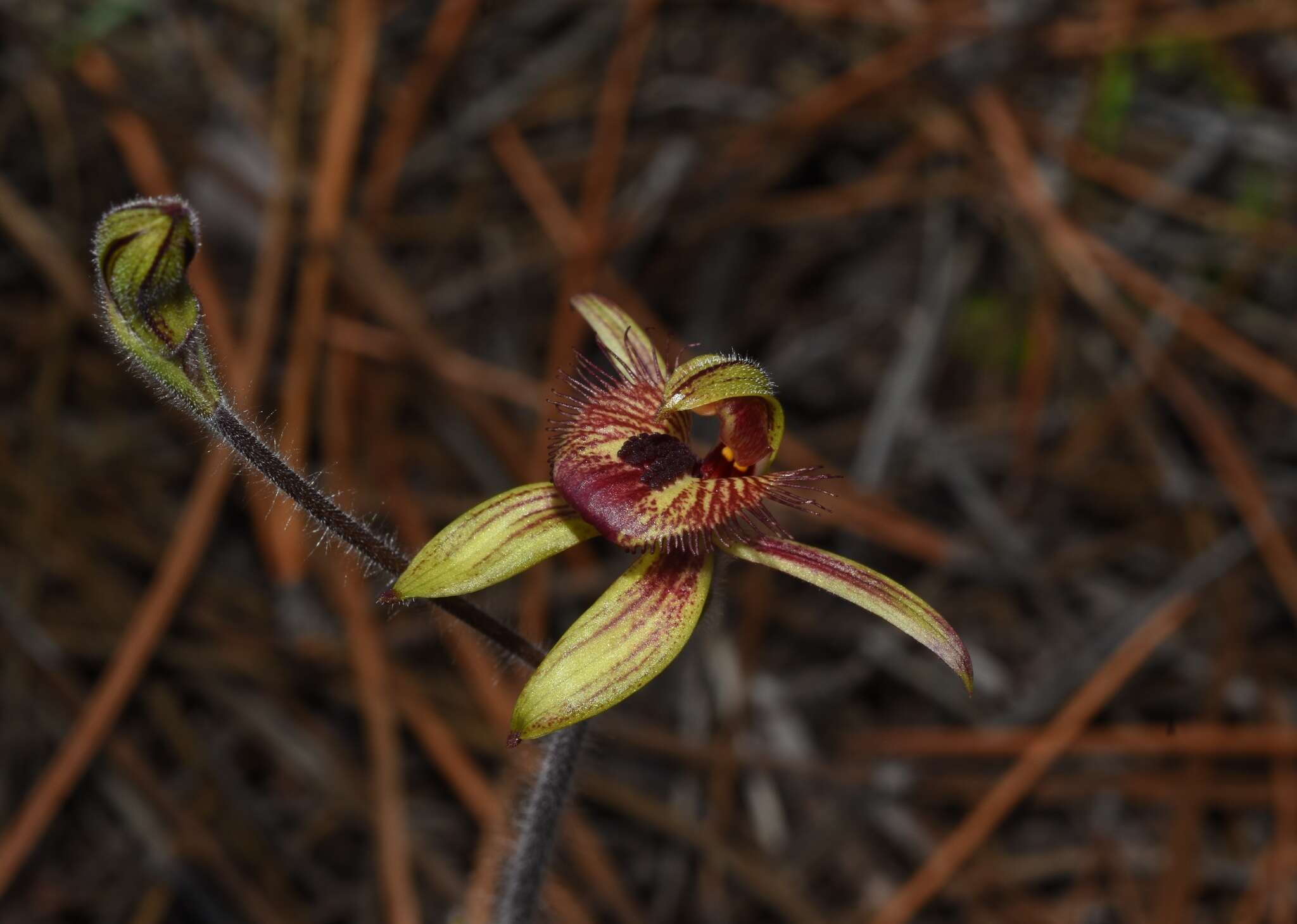 Image of Dancing spider orchid