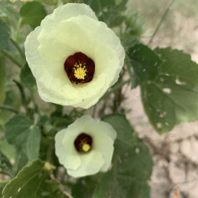 Image de Pavonia senegalensis (Cav.) Leistn.