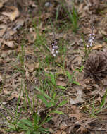 Слика од Verbena carnea Medik.