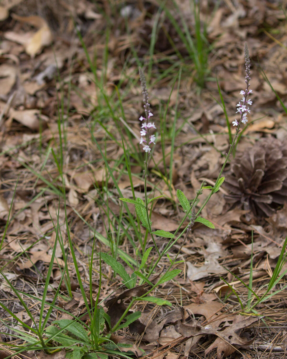 Image of Carolina false vervain