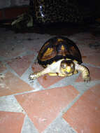 Image of Three-toed box turtle