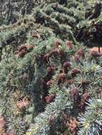 Image of Atlas Cedar