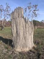 Image of Magnetic termite