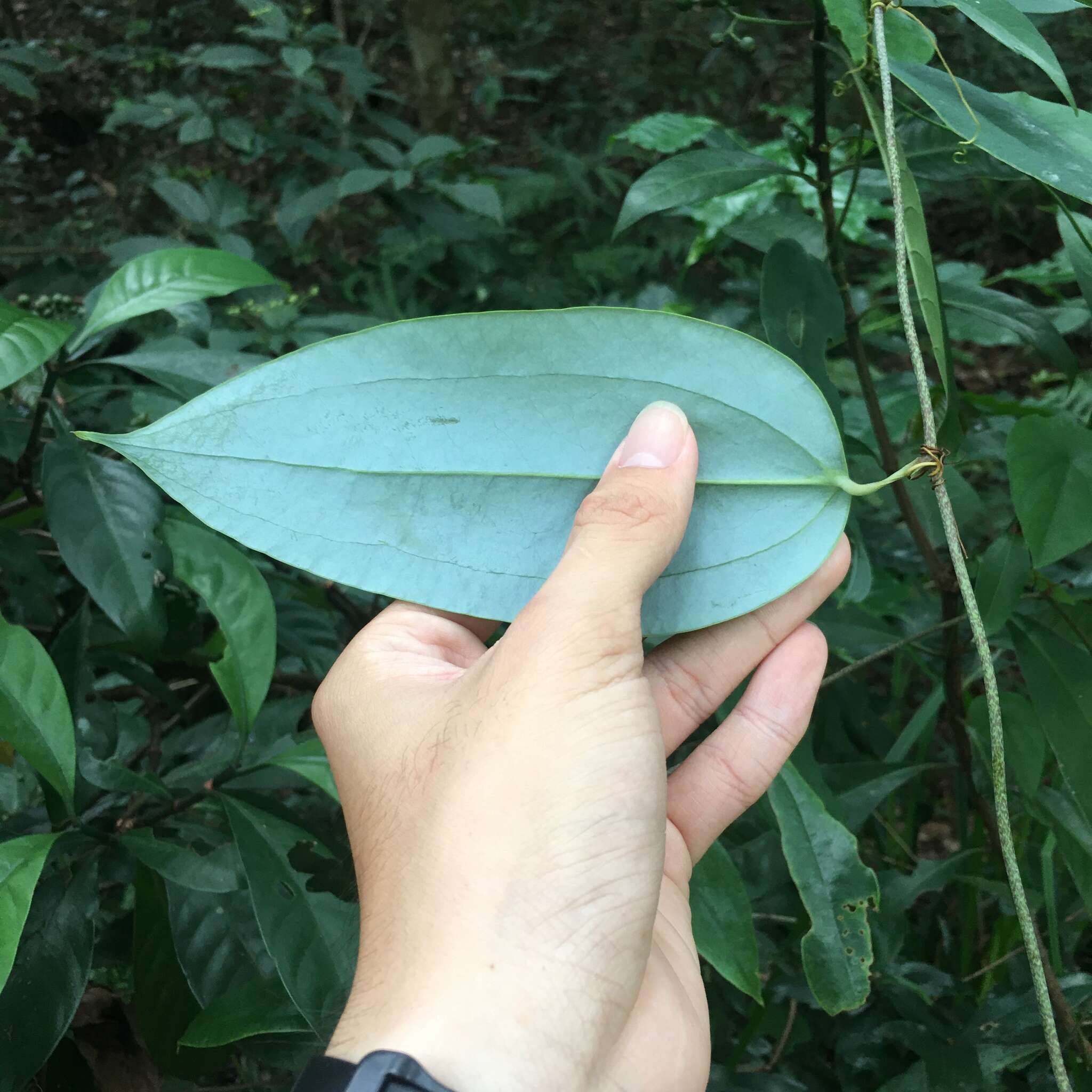 Image of Smilax glabra Roxb.