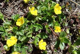 Image of Potentilla brauniana