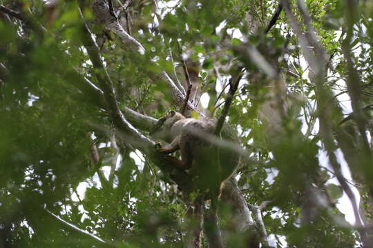 Image of brown lemur