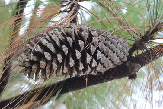 Image of Michoacán Pine