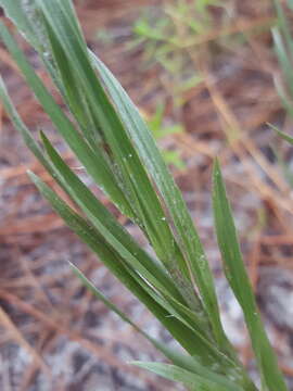 Image of narrowleaf silkgrass