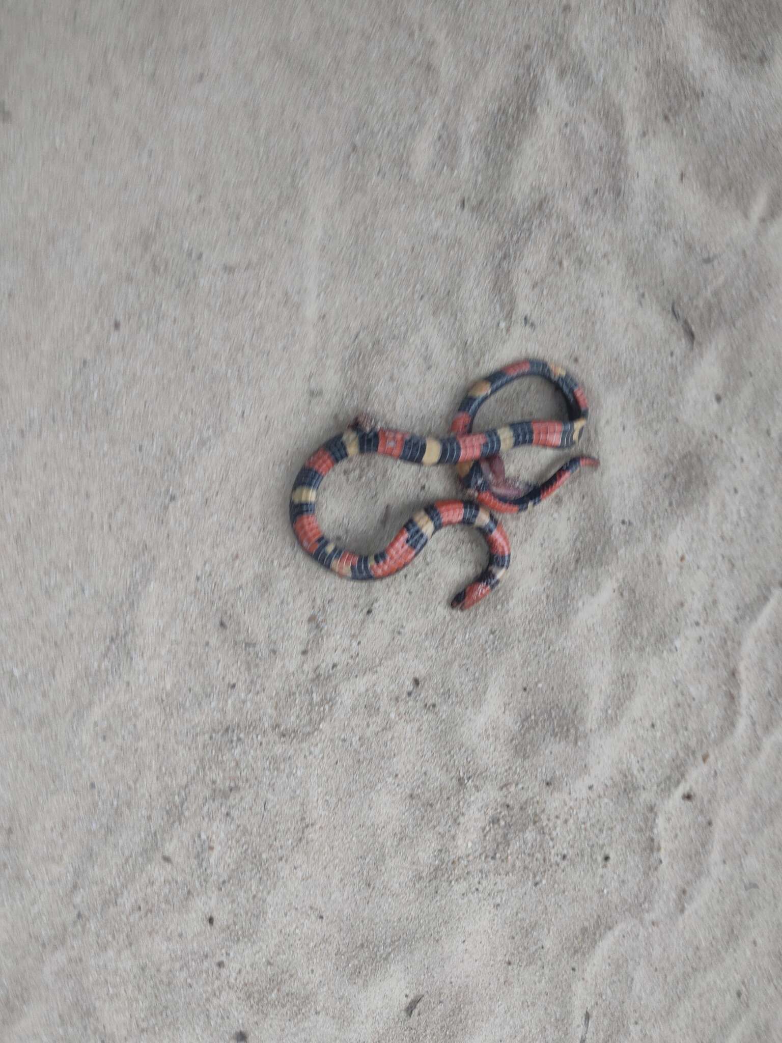 Image of Broadhead Ground Snake