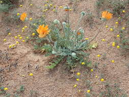 Image of Double Namaqua marigold