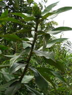 Image of Costus leucanthus Maas