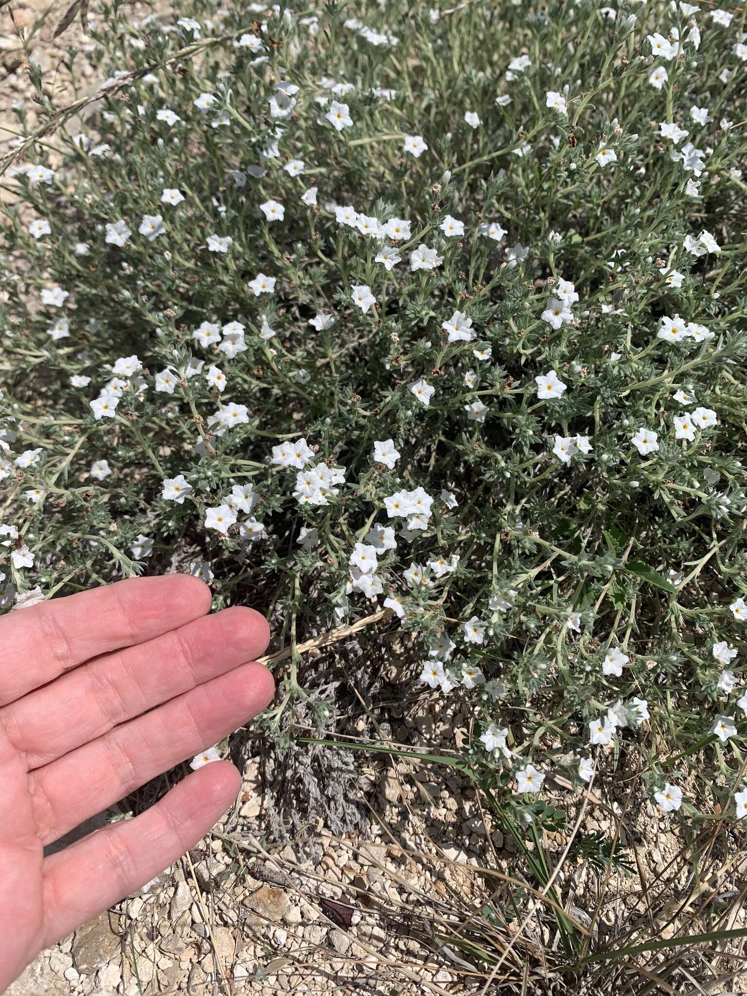 Euploca confertifolia (Torr.) Feuillet & Halse resmi