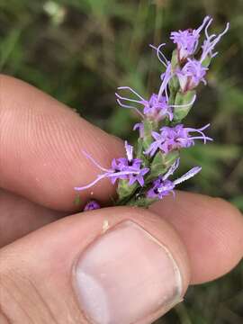 Image of smallhead blazing star