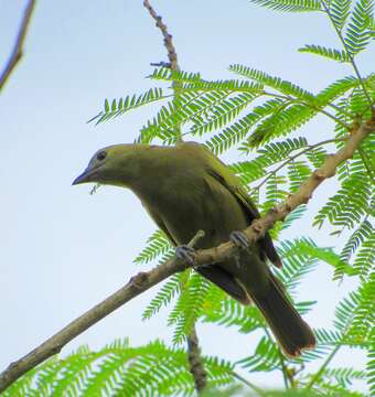 Image of Palm Tanager