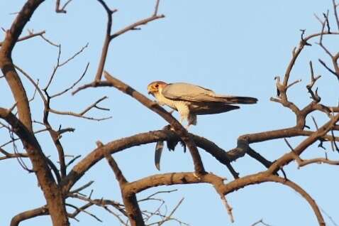 Image of Red-headed Falcon