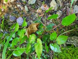 Image of Epimedium alpinum L.