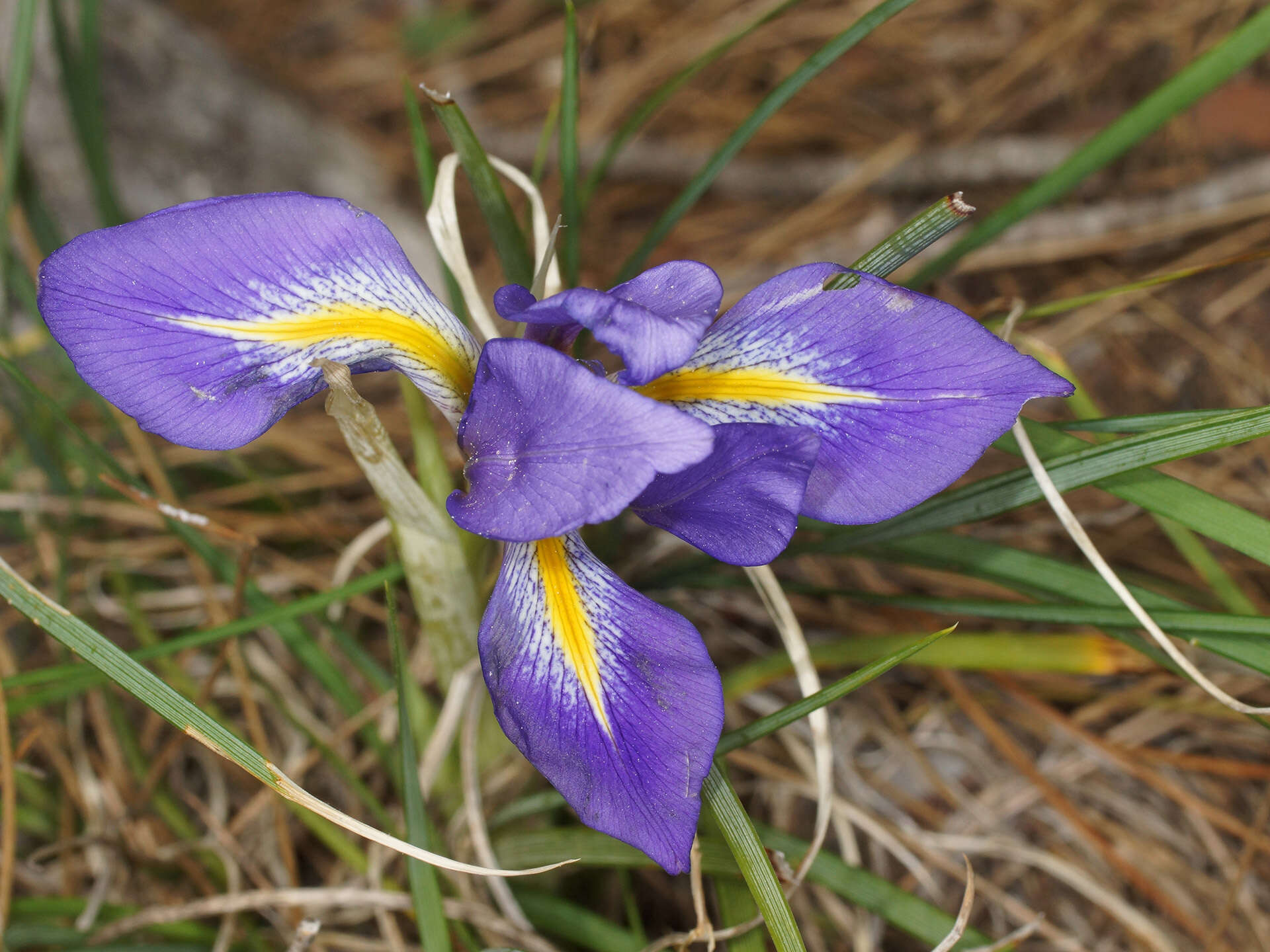 Plancia ëd Iris unguicularis subsp. carica (Wern. Schulze) A. P. Davis & Jury