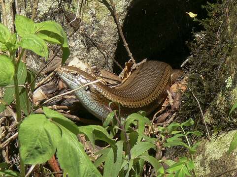 Image of Major Skink