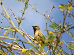 Image of Red-throated Wryneck