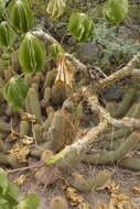 Imagem de Jatropha macrocarpa Griseb.