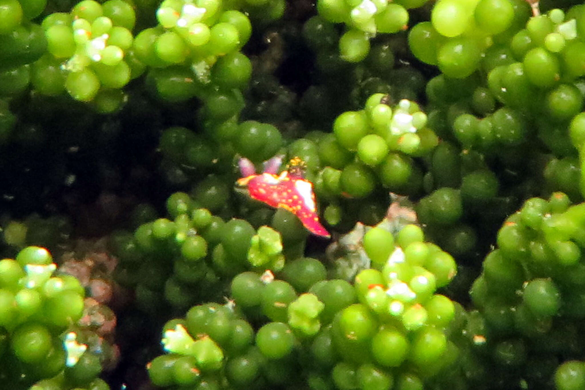 Image of Polycera maddoxi M. C. Miller 2005