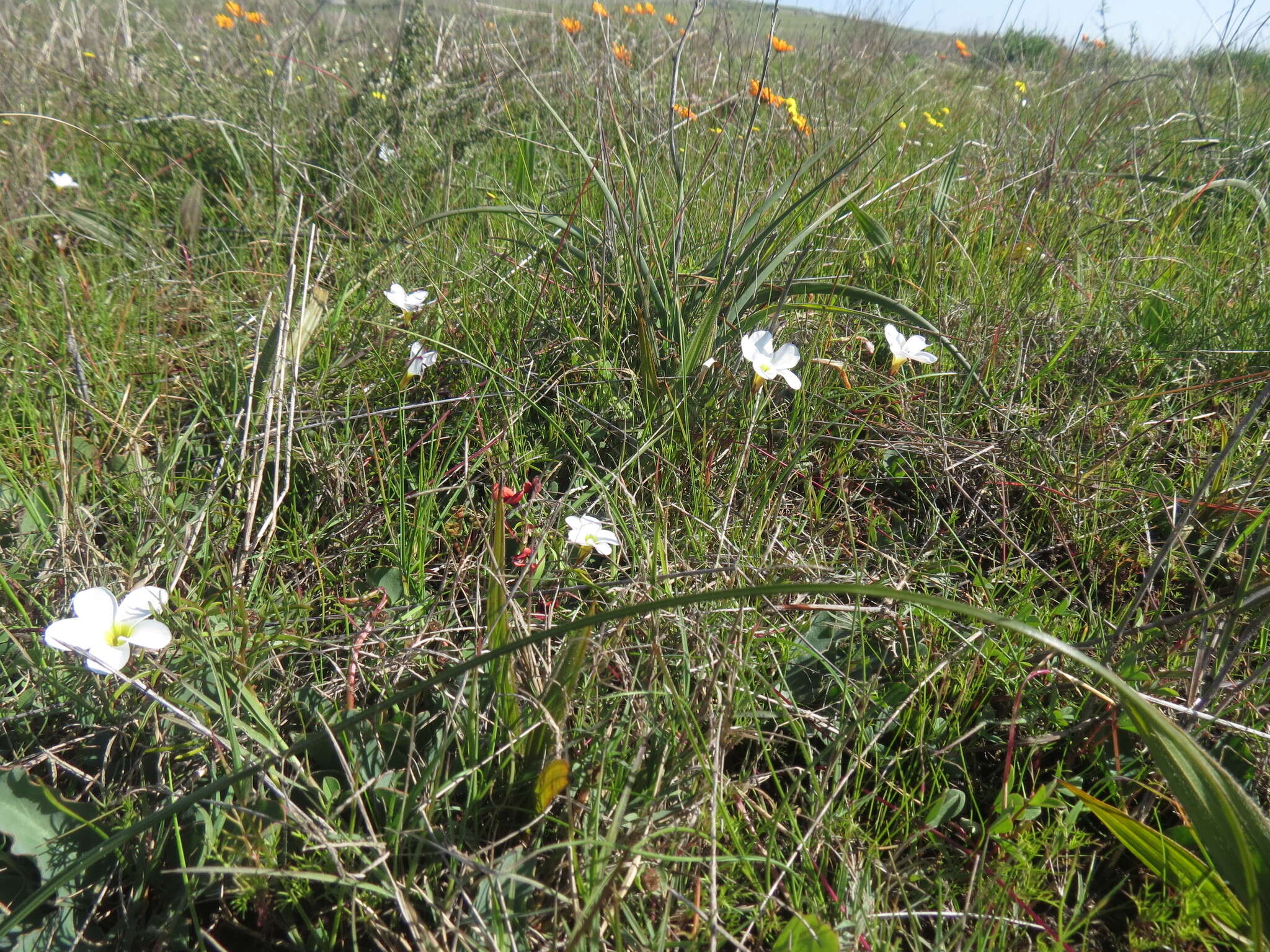 Imagem de Oxalis stictocheila Salter