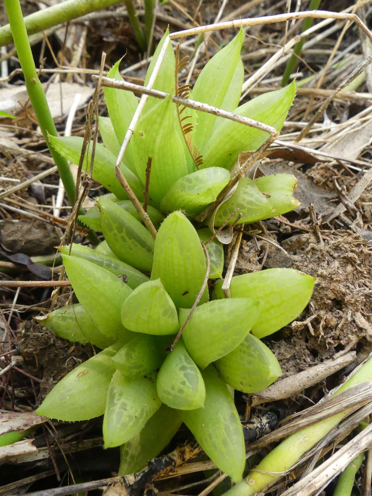 Слика од Haworthia turgida Haw.