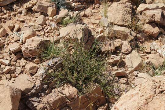 Image of Lavandula mairei Humbert