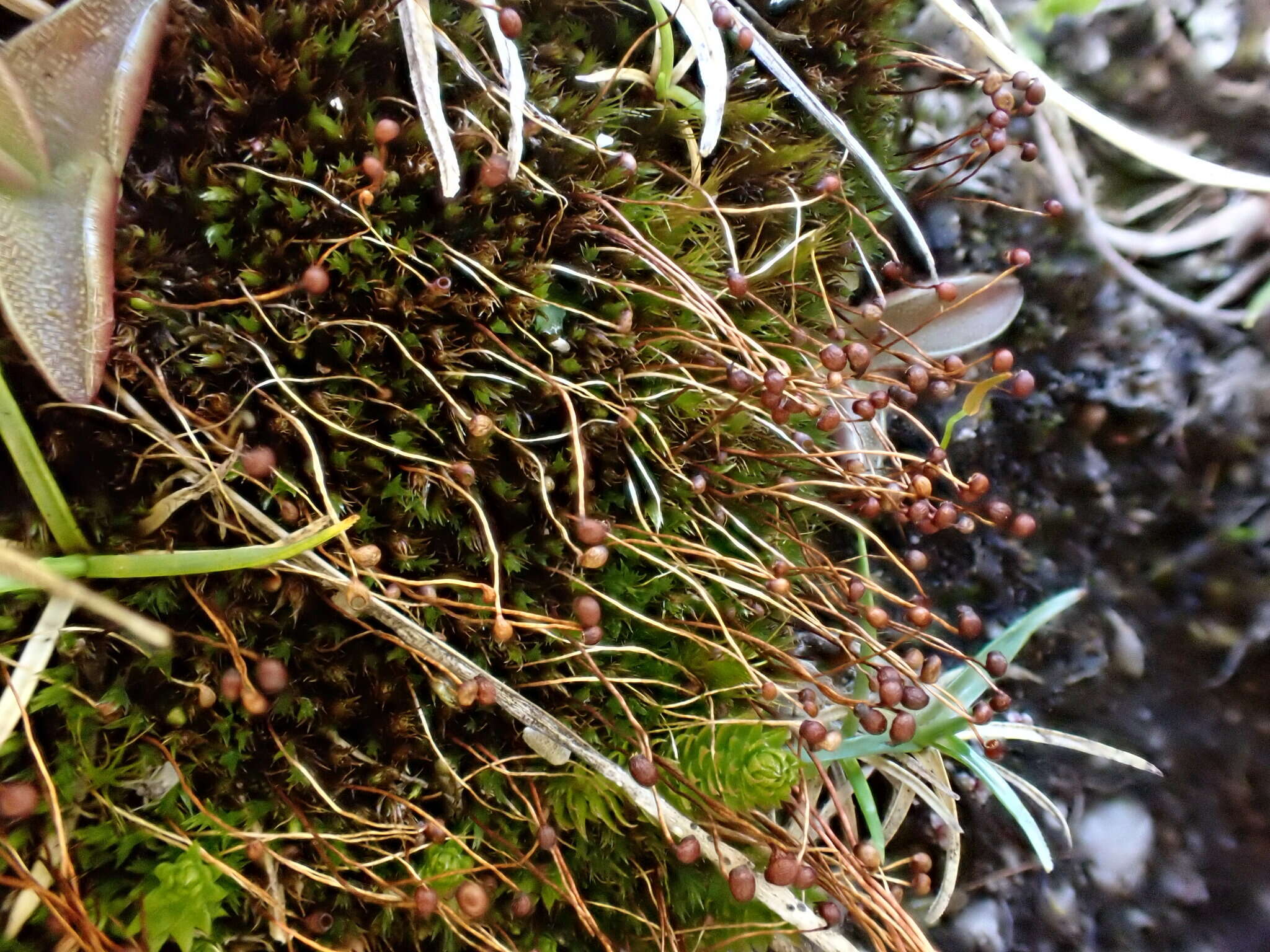 Image of down-looking moss