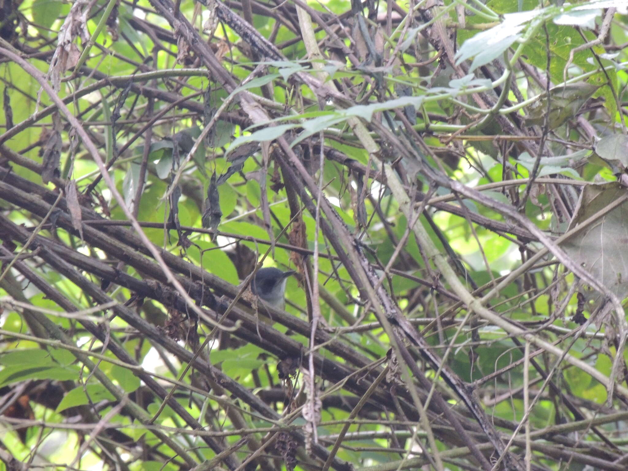 Image of Plain Antvireo