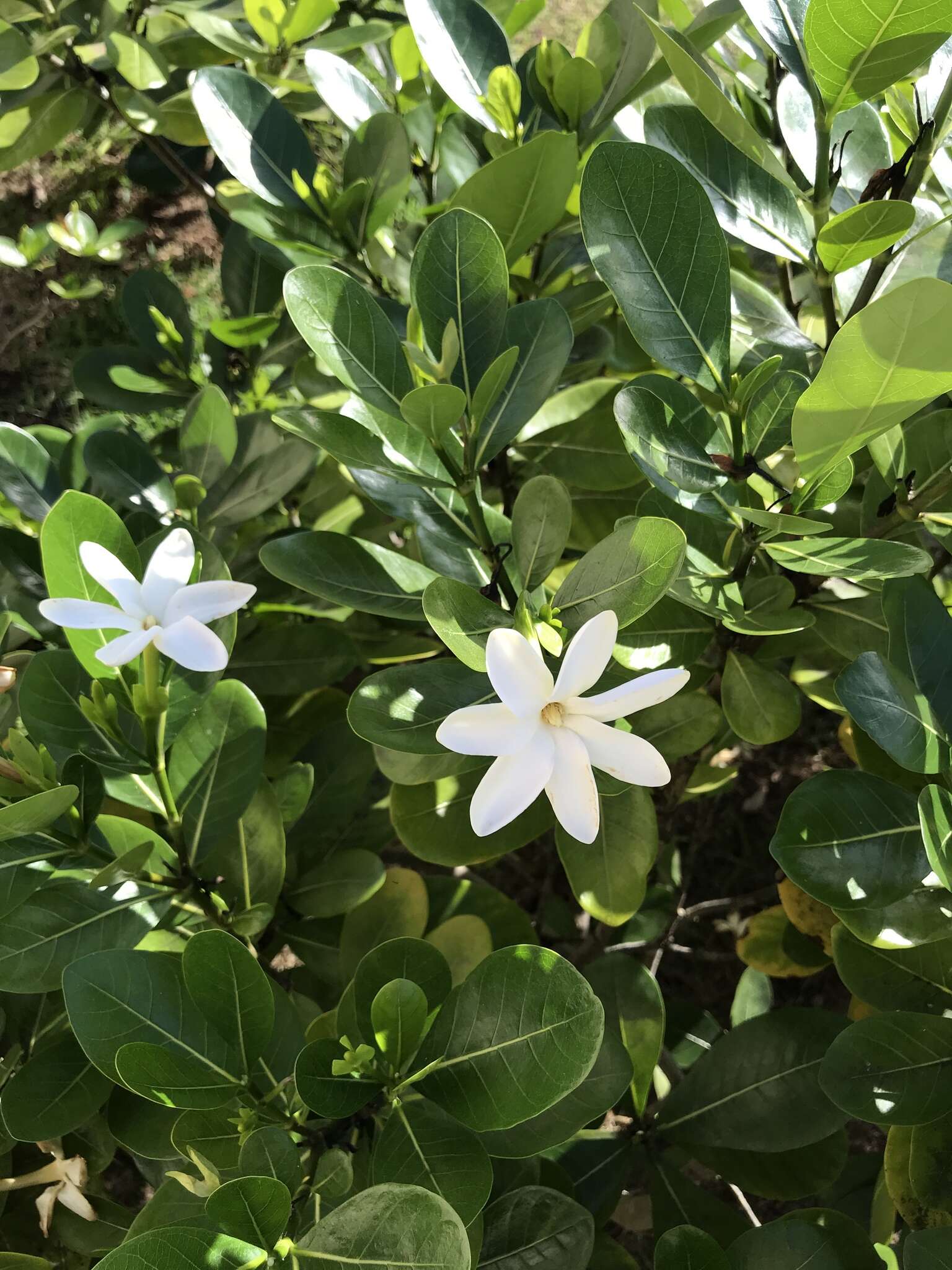 Image de Tiaré tahiti