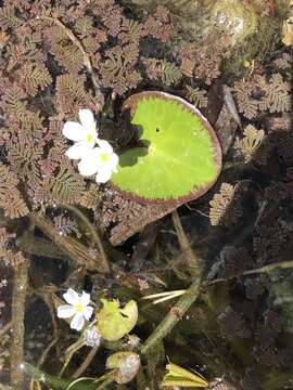 Image of Nymphoides hydrophylla (Loureiro) Kuntze