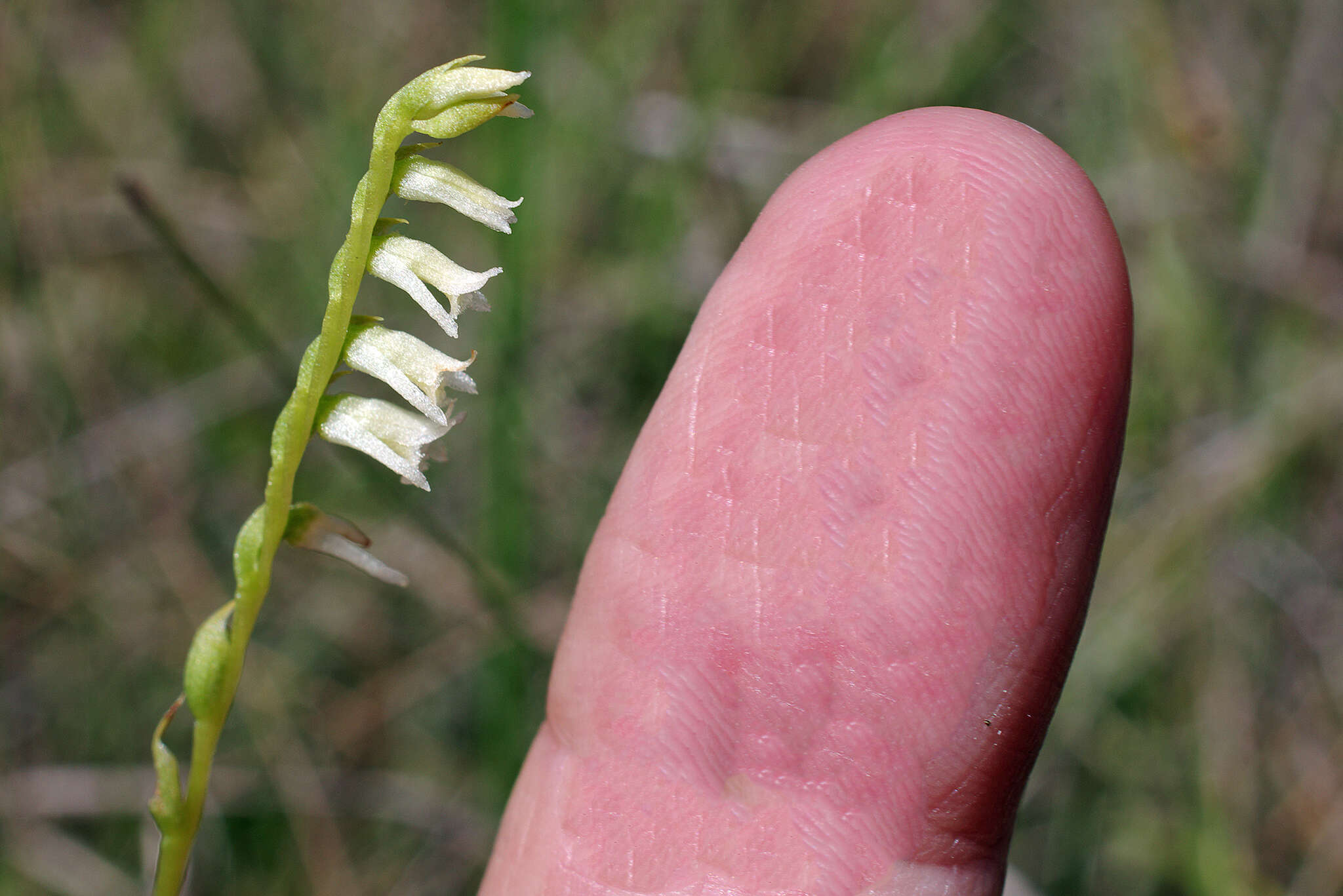 Image of Florida Ladies'-Tresses