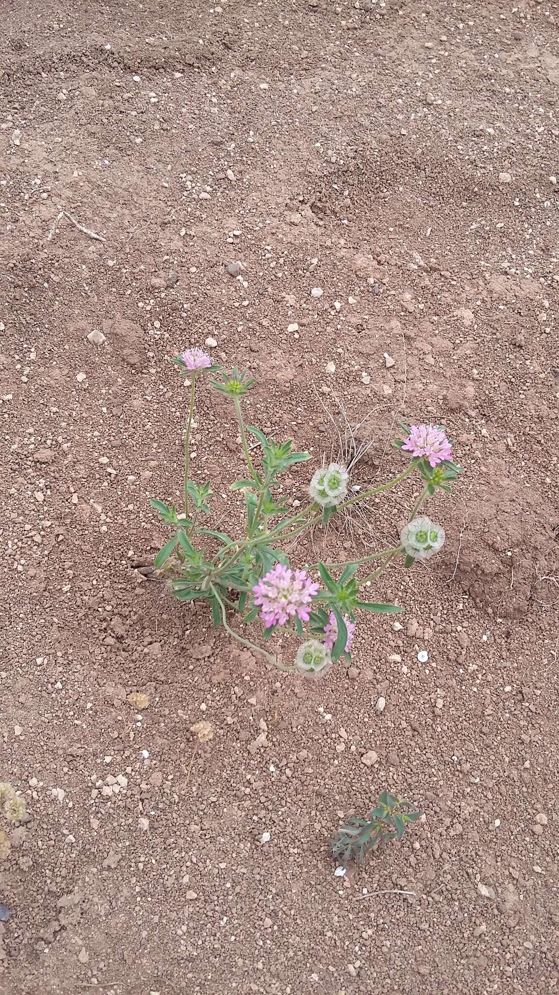 Image of Lomelosia micrantha (Desf.) W. Greuter & Burdet