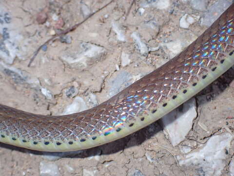 Image of Collared Black-headed Snake