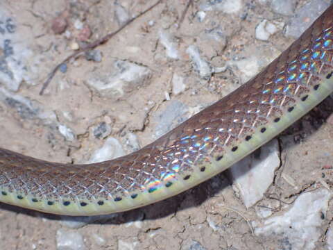 صورة Sibynophis collaris (Gray 1853)