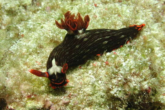 Imagem de Nembrotha livingstonei Allan 1933