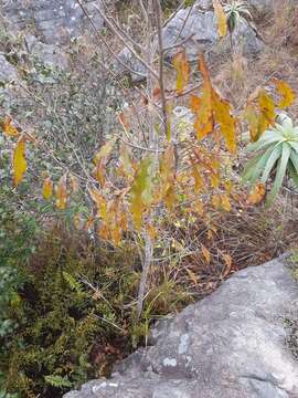Image of Common forest ochna