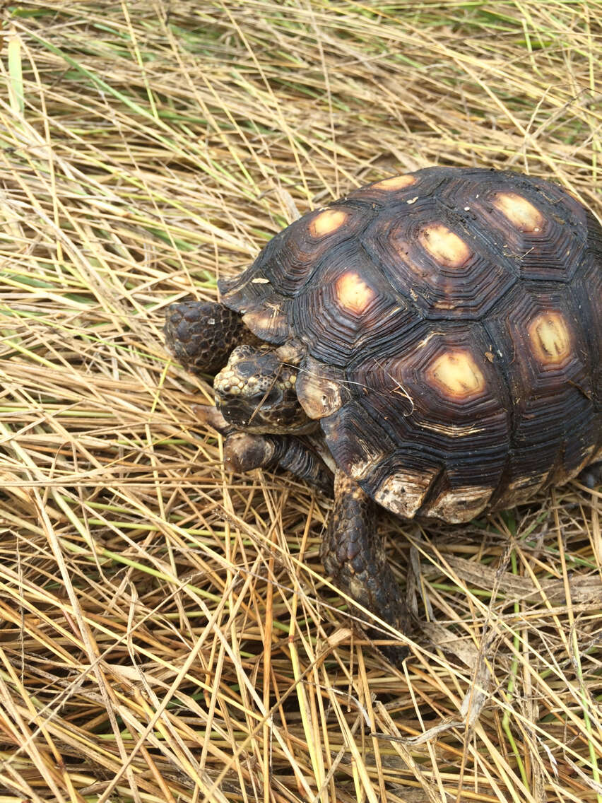 Image of Berlandier's Tortoise