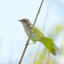 Graminicola striatus Styan 1892的圖片