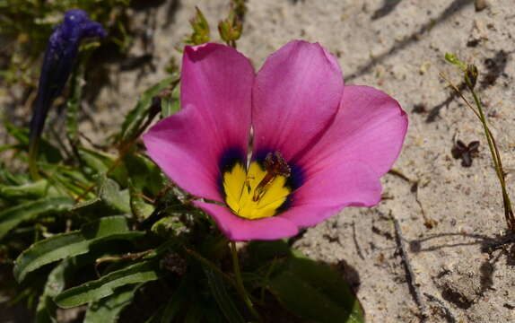 Image of Moraea versicolor (Salisb. ex Klatt) Goldblatt