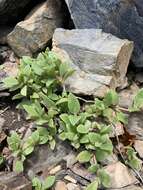 Image of Delosperma lebomboense (L. Bol.) Lavis