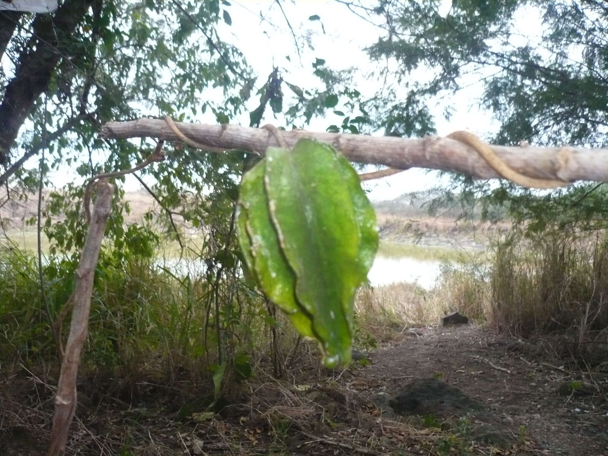 Image of Macroscepis diademata (Ker-Gawl.) W. D. Stevens