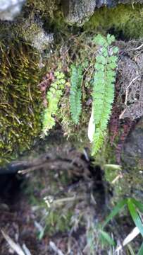 Plancia ëd Polystichum thomsonii (Hook. fil.) Bedd.