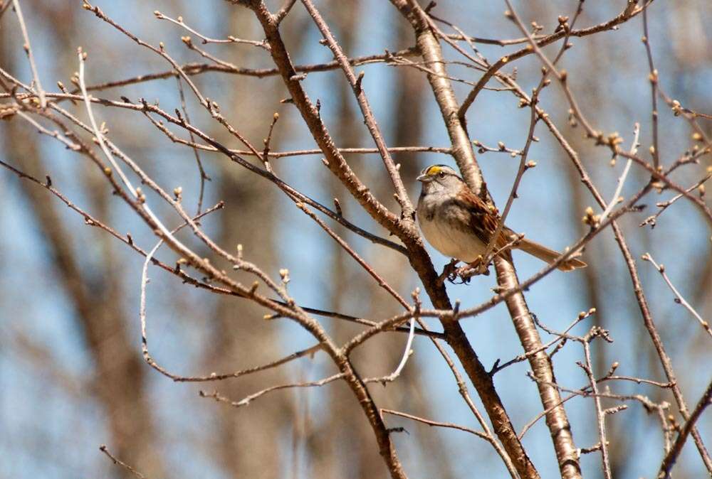 Image of White-throated Sparrow