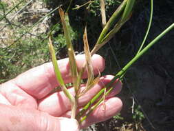 Image of Trachyandra scabra (L. fil.) Kunth