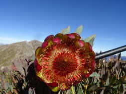 Image of Protea effusa E. Mey. ex Meissn.