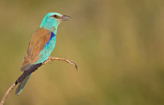 Image of European Roller